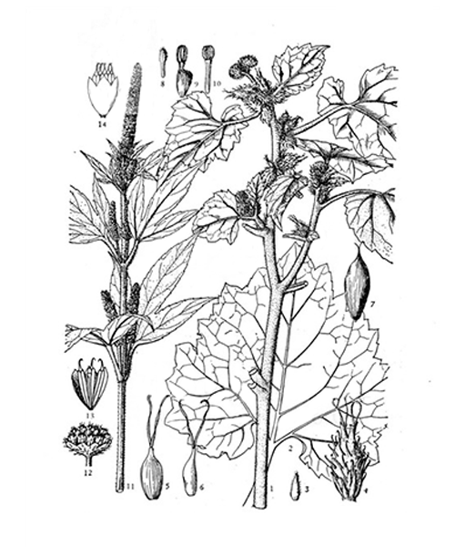 Natural compounds from  Xanthium sibiricum